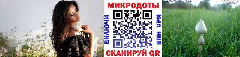 Псилоцибиновые грибы Psilocybe  Купить где  Княгинино 